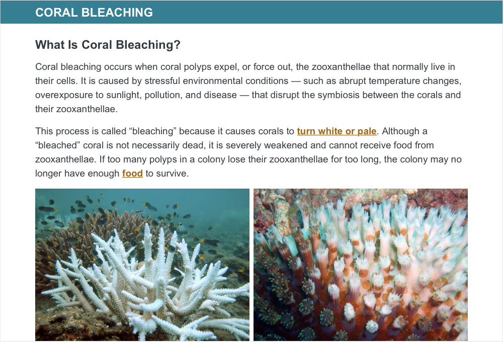 Coral Bleaching interactive screenshot 2